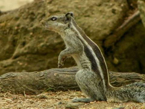 The squirrel Stock Photos