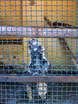 The squirrel Stock Photos