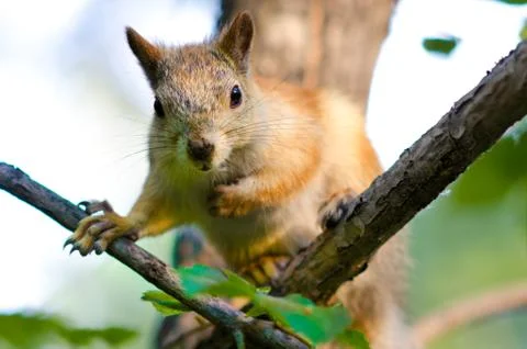 Squirrel Stock Photos