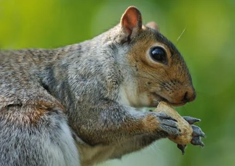 Squirrel Foto stock