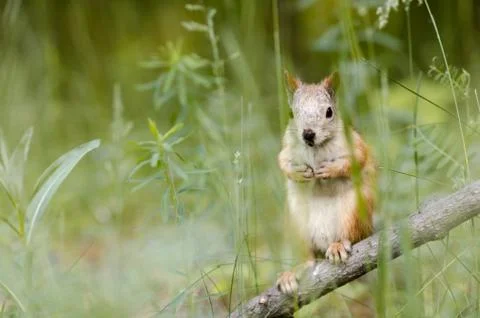 Squirrel Foto stock