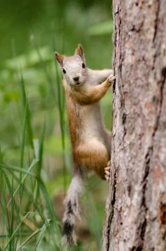 Squirrel Stock Photos