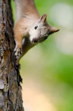 Squirrel Stock Photos