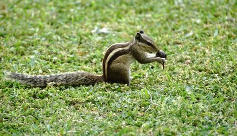 Squirrel Stock Photos