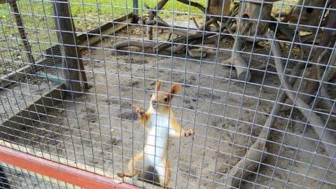 Squirrel Stock Photos