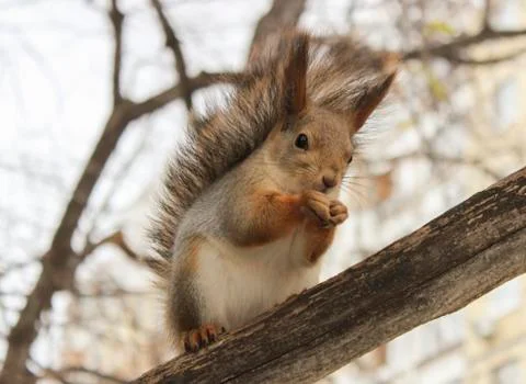 Squirrel Stock Photos
