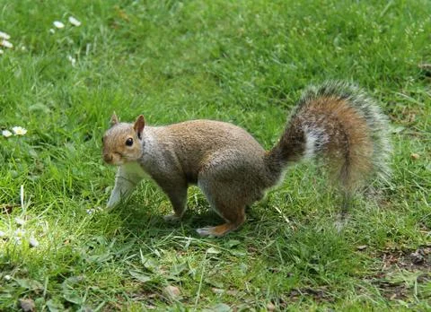 Squirrel. Stock Photos