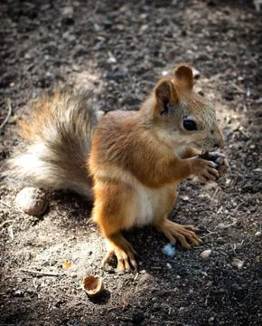 Squirrel Stock Photos