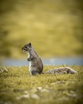 Squirrel Stock Photos