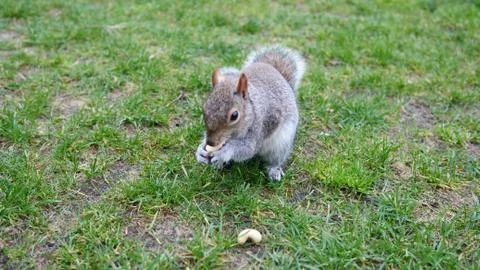 Squirrel Stock Photos