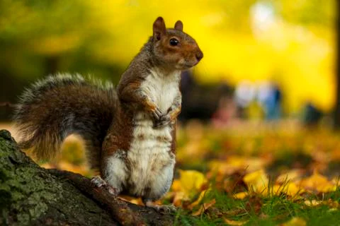 Squirrel Stock Photos