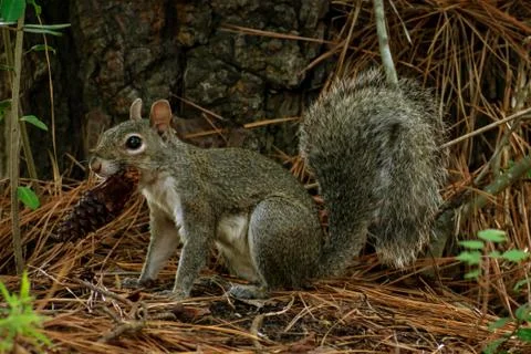 Squirrel 库存照片