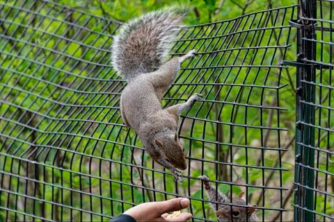 Squirrel Stock Photos