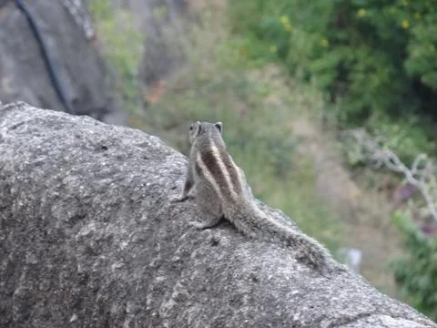 Squirrel Stock Photos
