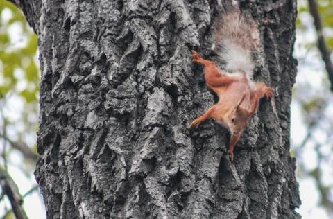 Squirrel Stock Photos