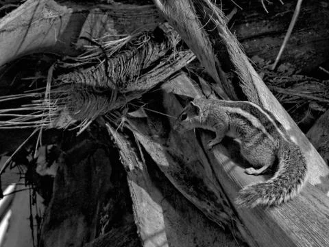 Squirrel Stock Photos