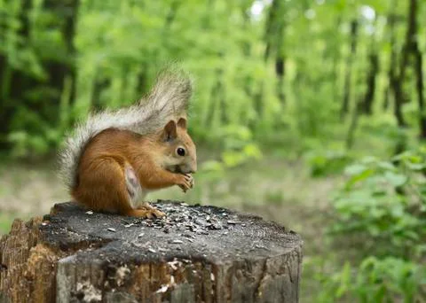 Squirrel Stock Photos