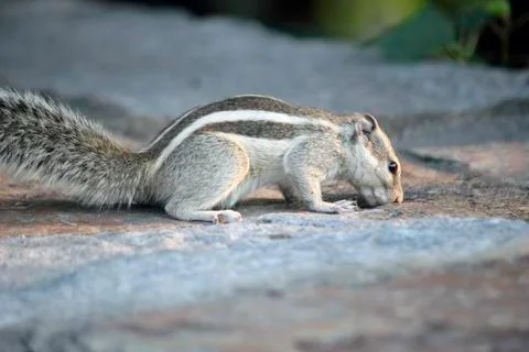 Squirrel Stock Photos