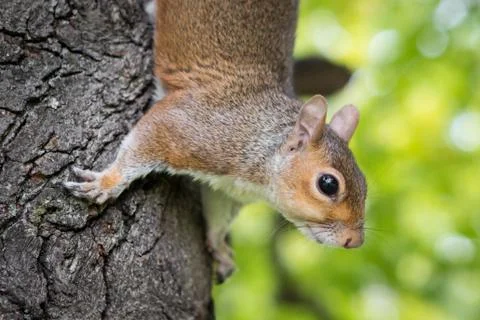 Squirrel Stock Photos