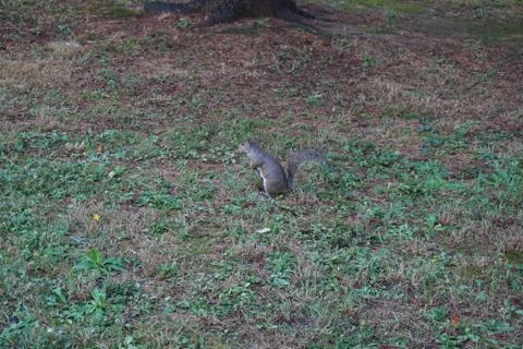 Squirrel Stock Photos