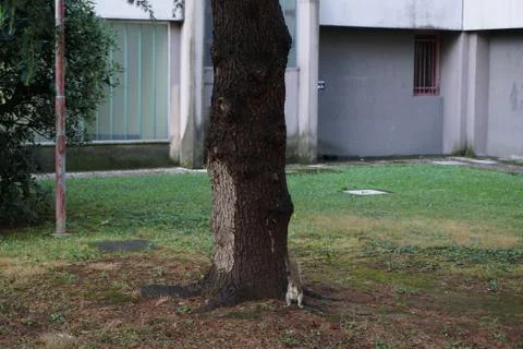 Squirrel Stock Photos