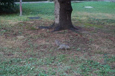 Squirrel Stock Photos