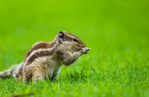The Squirrel Stock Photos