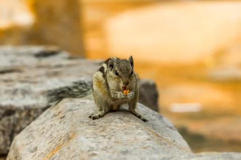 The squirrel Stock Photos