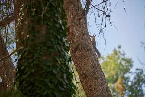 Squirrel Stock Photos