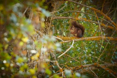 Squirrel Stock Photos