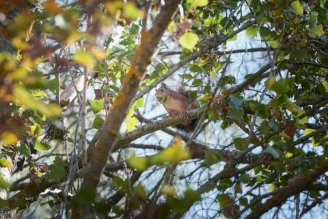 Squirrel Stock Photos