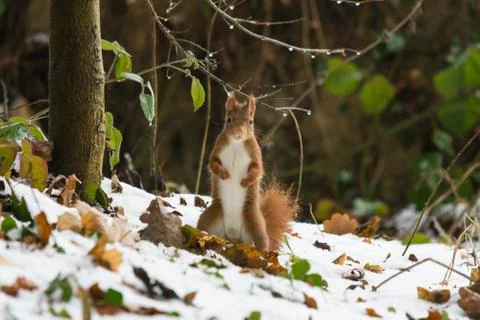 Squirrel Stock Photos