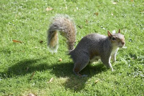 Squirrel Stock Photos