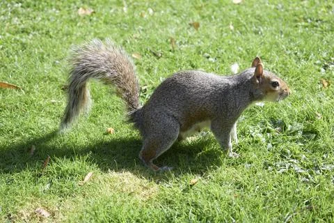 Squirrel Stock Photos