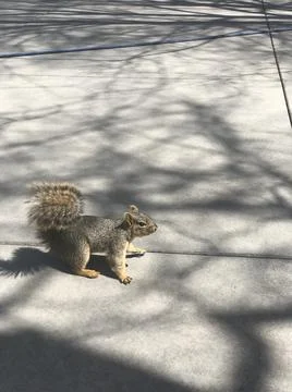Squirrel Stock Photos