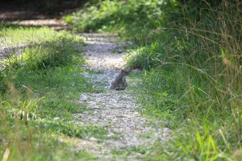 Squirrel Stock Photos
