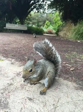 Squirrel 写真素材