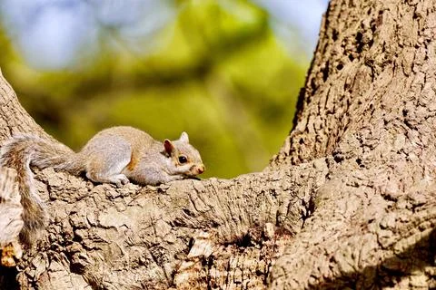 Squirrel Stock Photos