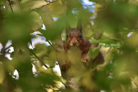 Squirrel Foto stock