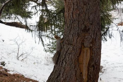 Squirrel Stock Photos