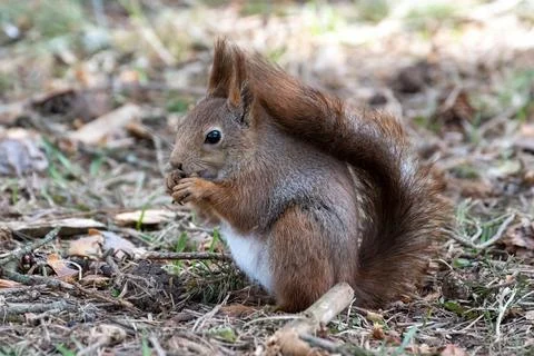 Squirrel 写真素材