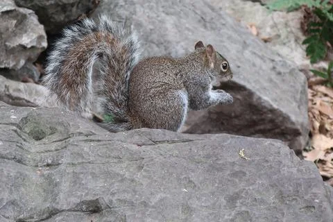 Squirrel Stock Photos