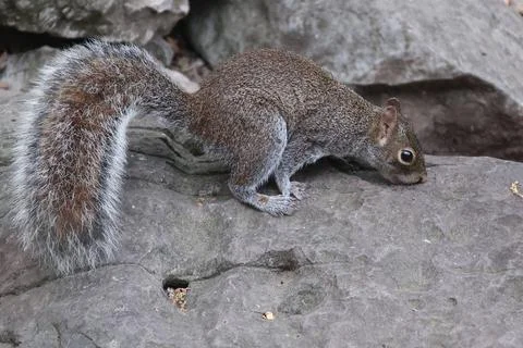 Squirrel Stock Photos