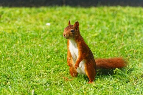 Squirrel Stock Photos