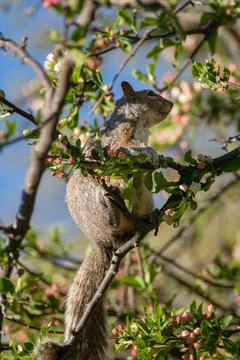Squirrel Stock Photos