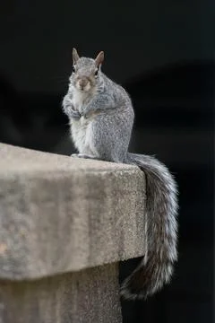 Squirrel Stock Photos