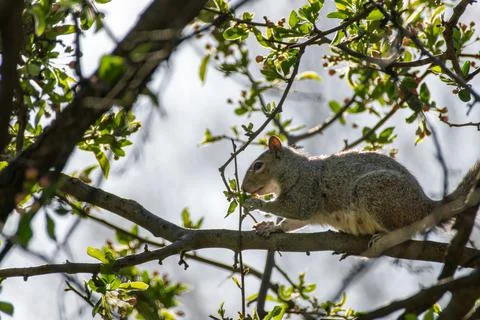 Squirrel Stock Photos