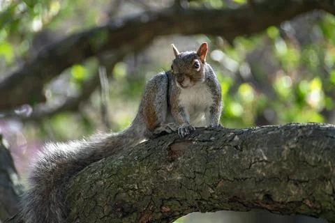 Squirrel Stock Photos