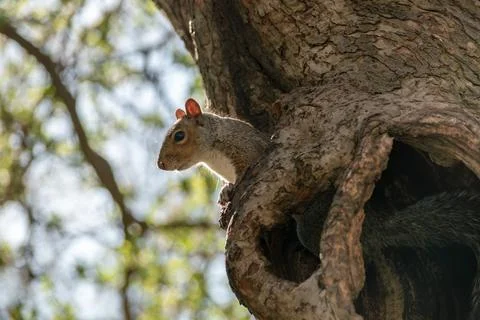 Squirrel Stock Photos