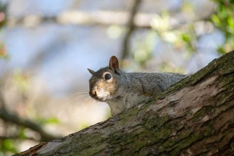 Squirrel Stock Photos